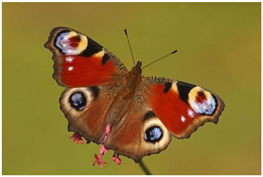 Ijerph 22 01805 i007