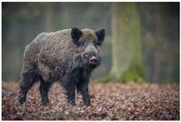 Ijerph 22 01805 i009