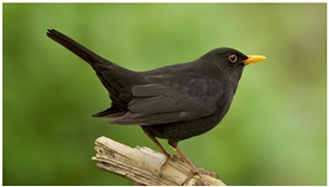 Ijerph 22 01805 i010