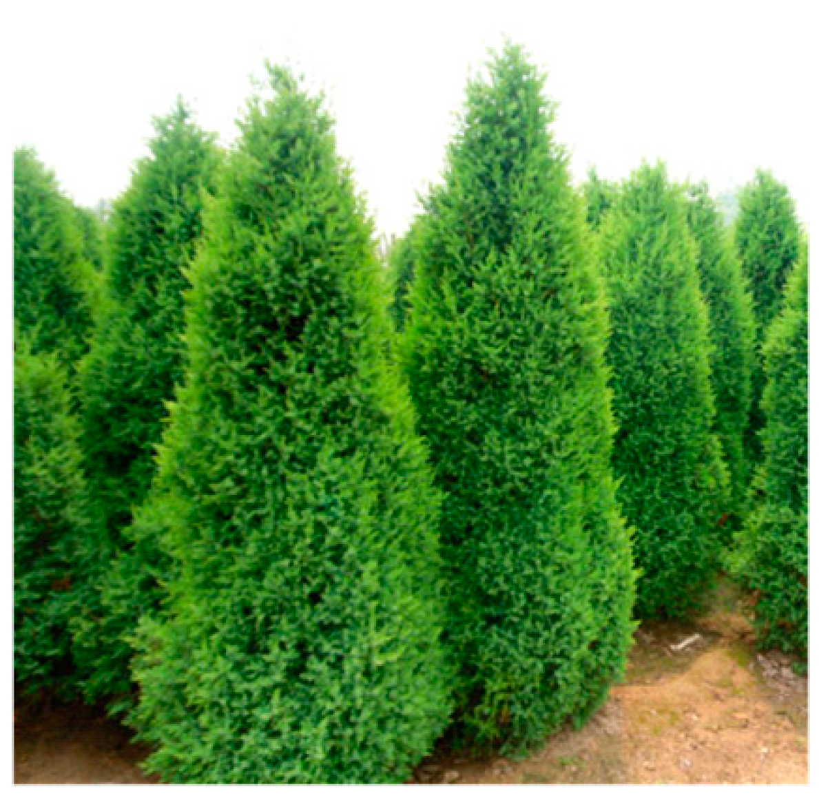 Ijgi 07 00045 g006 550