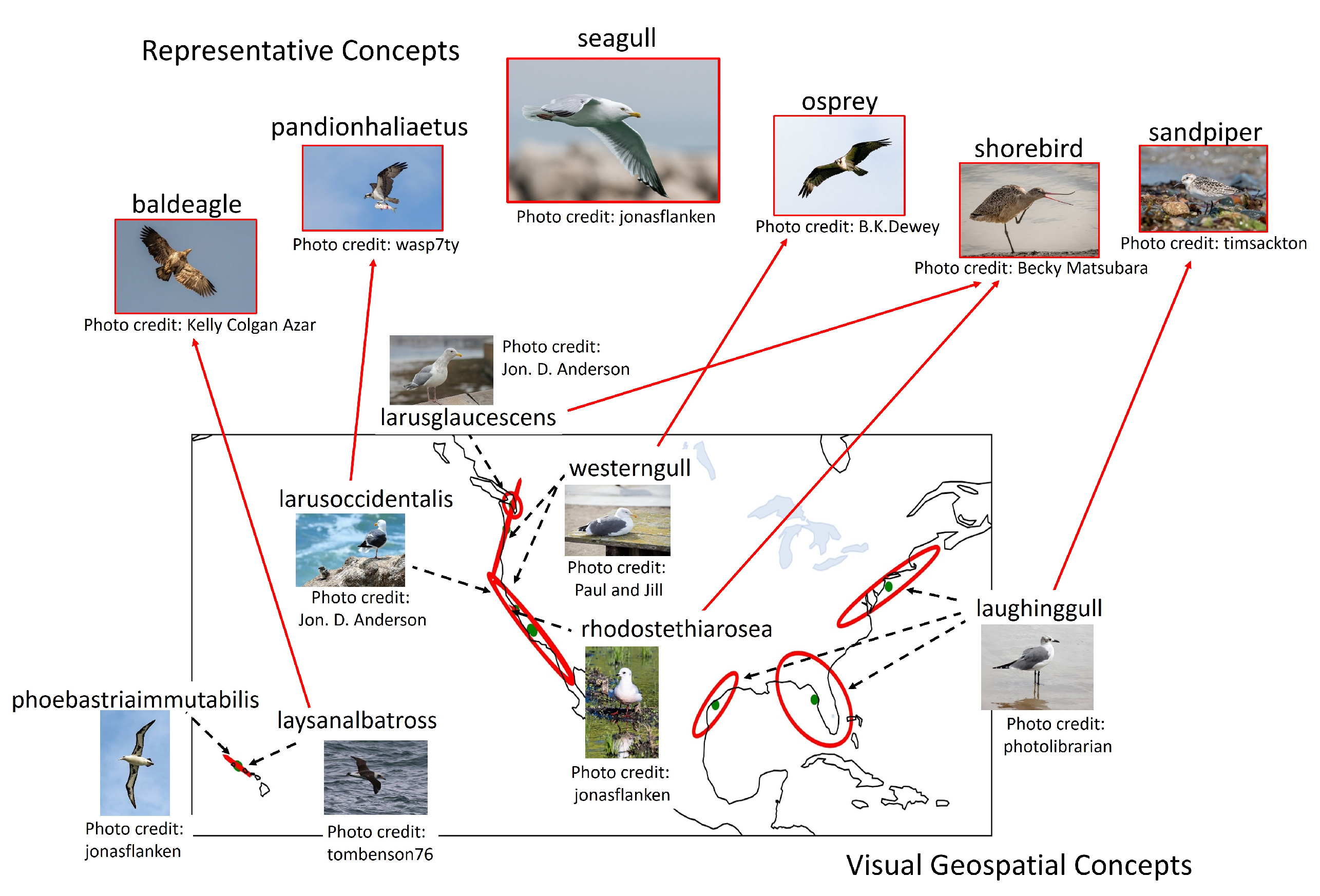 Komodo Dragon Food Chain Biology Diagrams