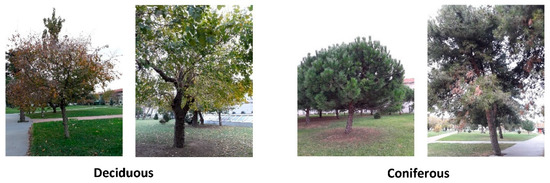 The Use of Machine Learning Algorithms in Urban Tree Species