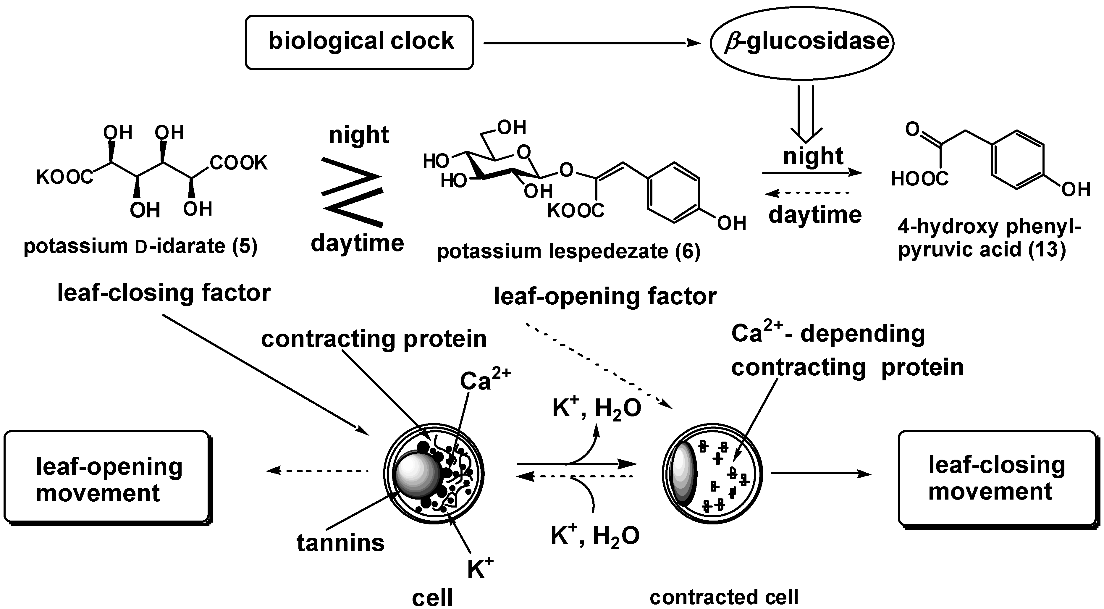 Ijms 02 00156 g002 1024