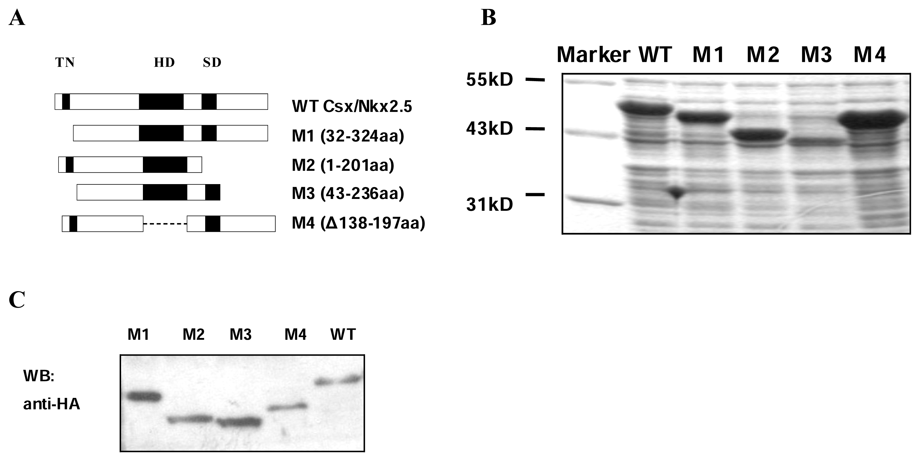 Ijms 08 00284f1 1024