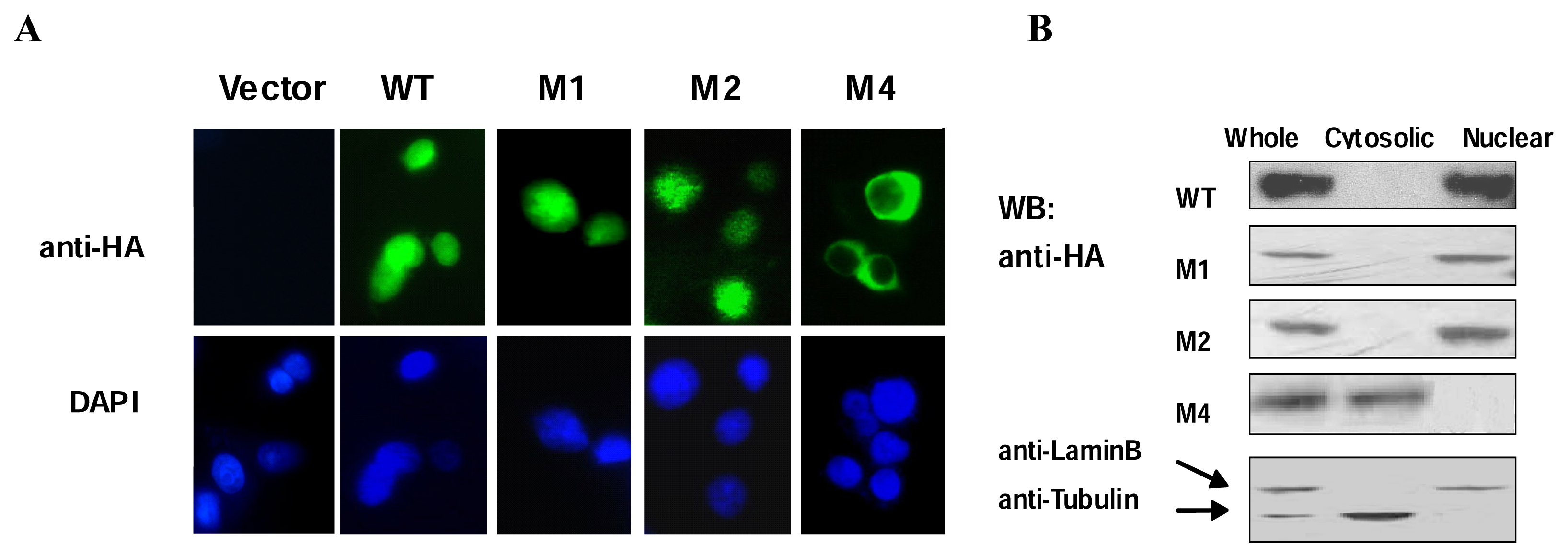 Ijms 08 00284f2 1024