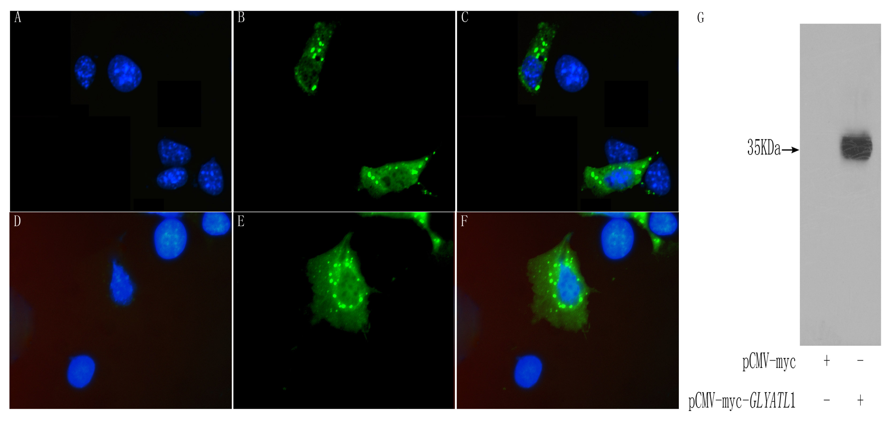 Ijms 08 00433f5 1024