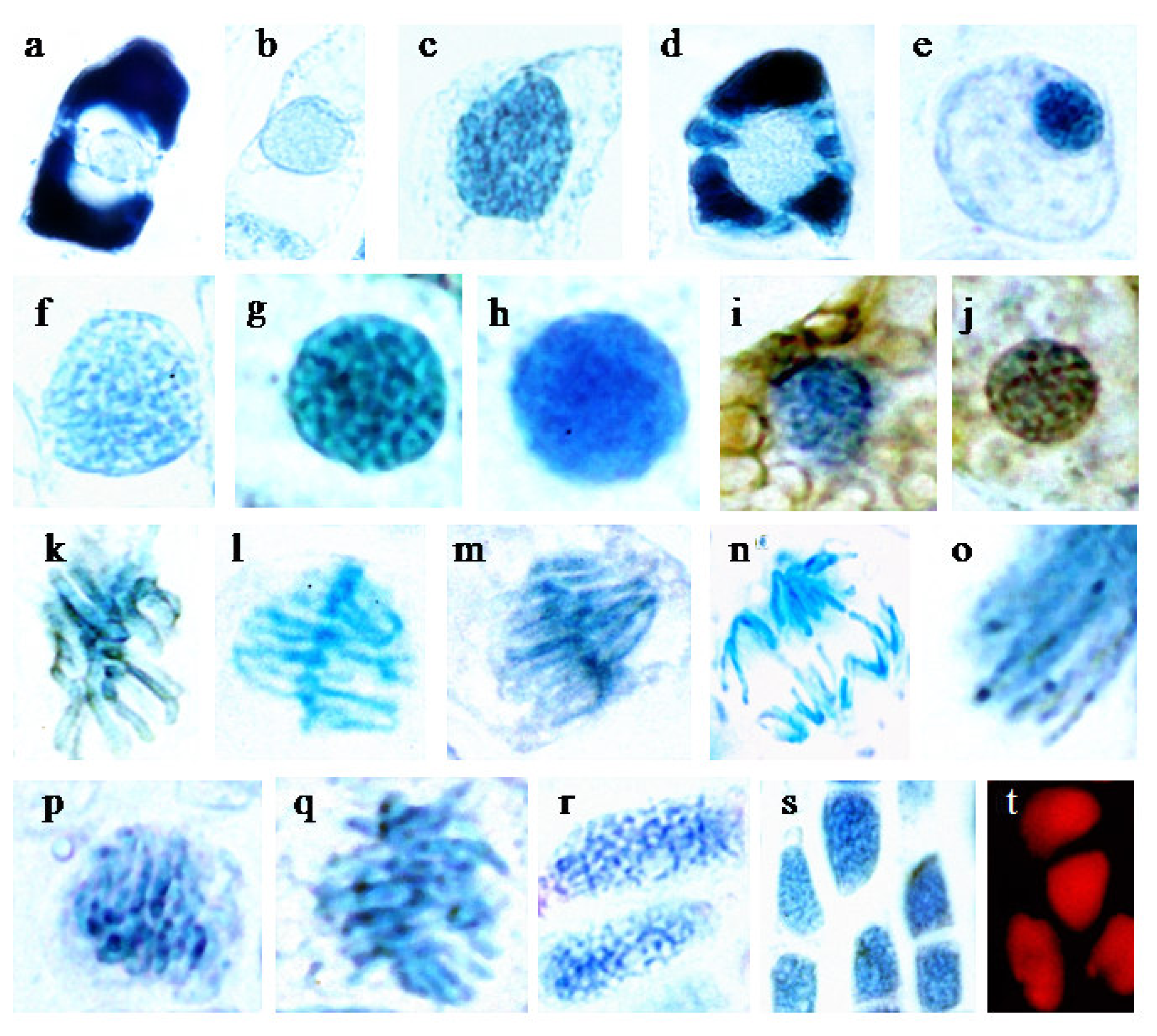 Ijms 08 00635f1 1024