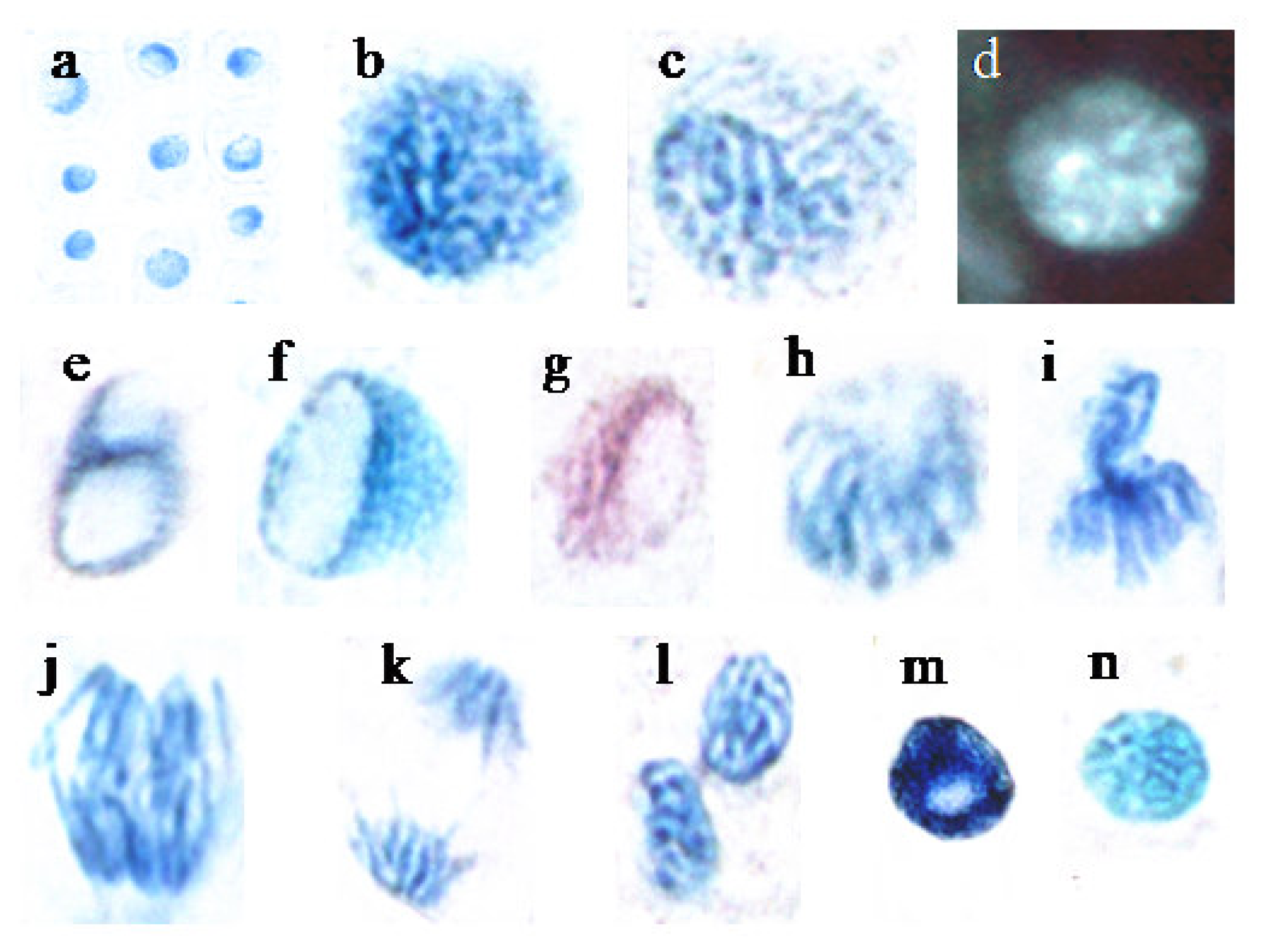 Ijms 08 00635f2 1024