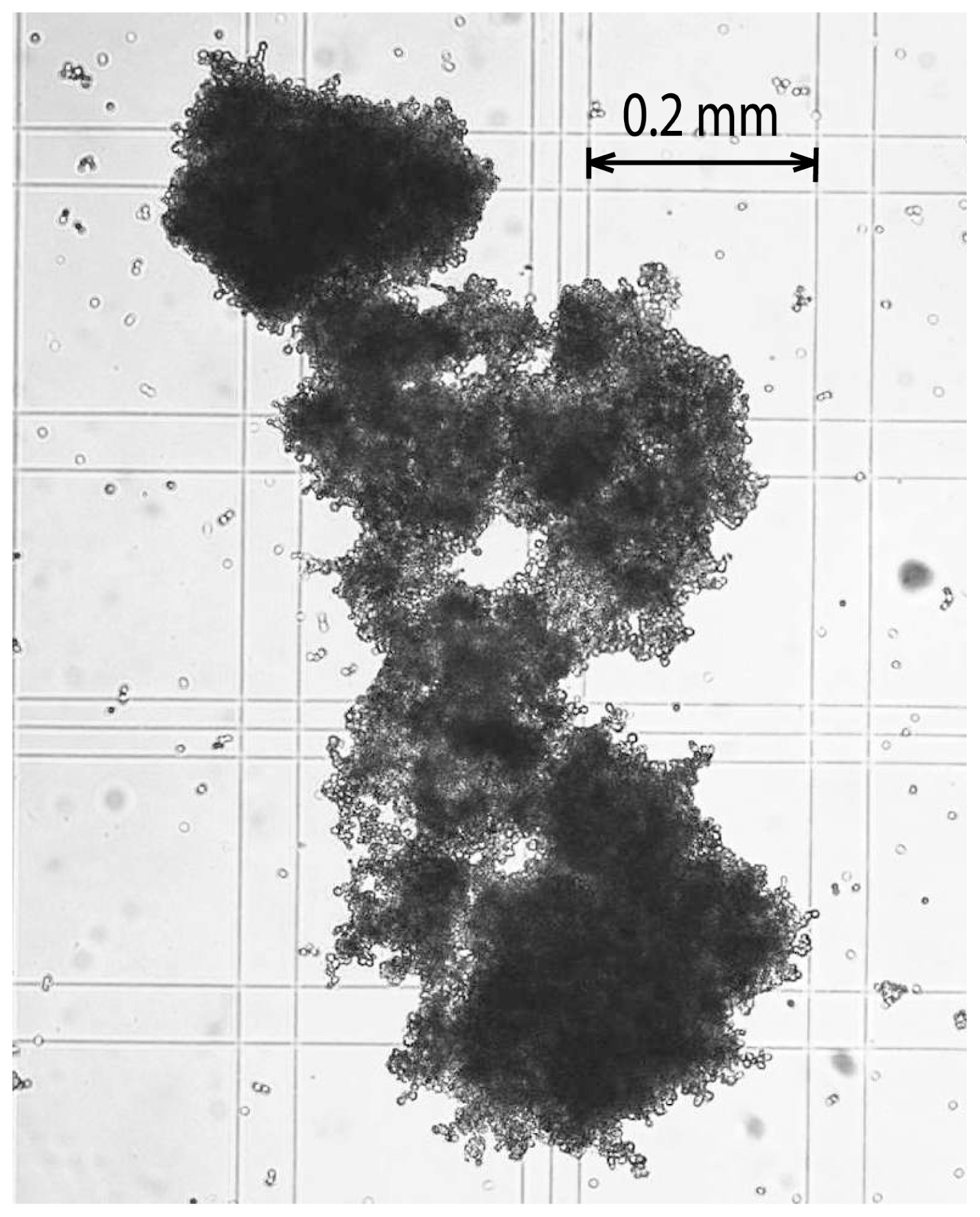 Ijms 08 00920f2 1024