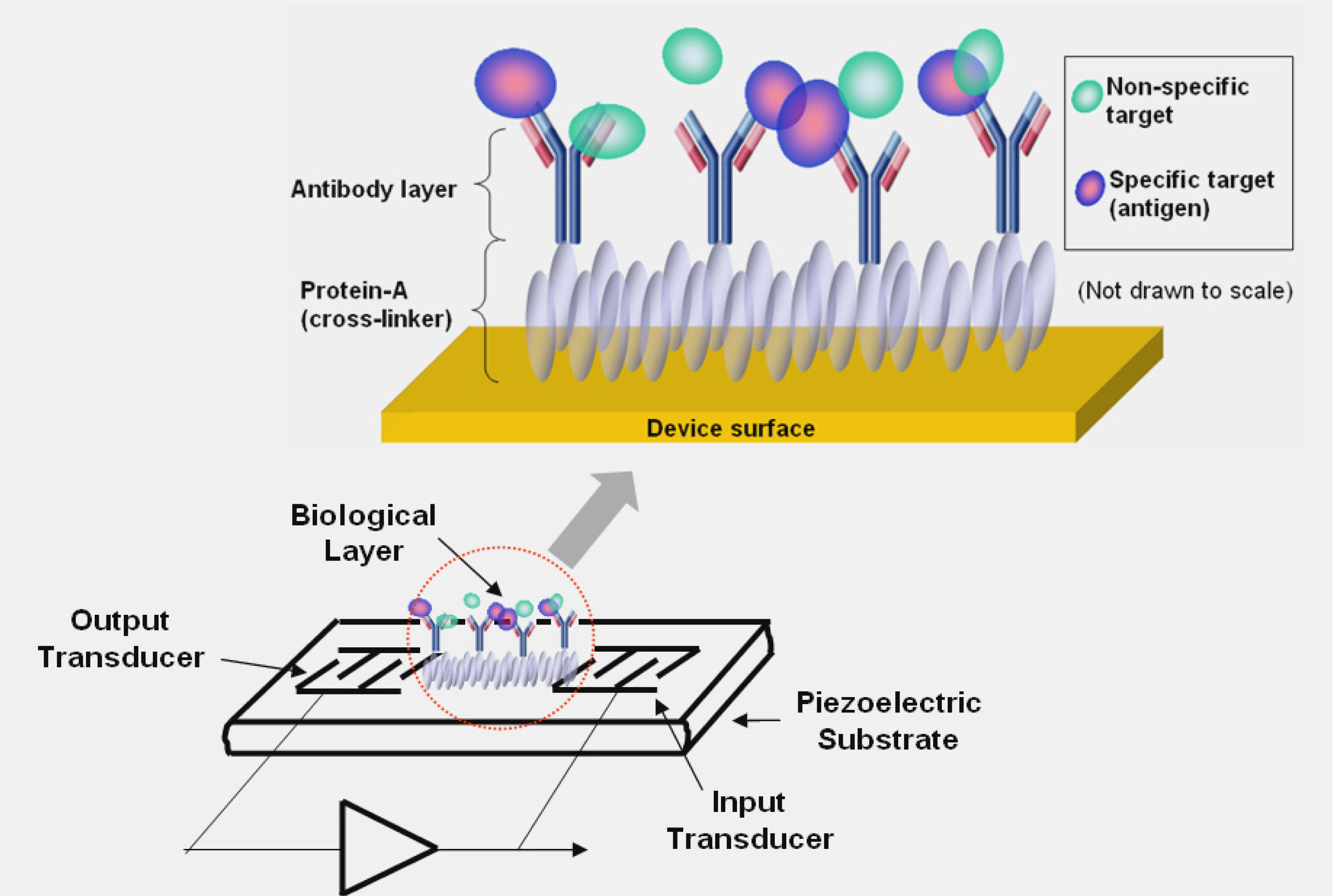 Ijms 09 00154 f1 1024