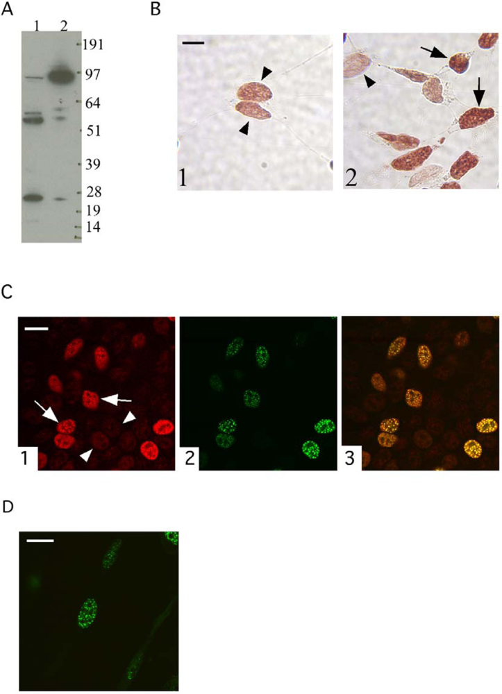 Ijms 09 02105f1 1024
