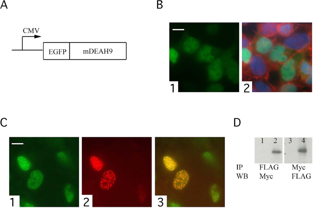 Ijms 09 02105f2 1024