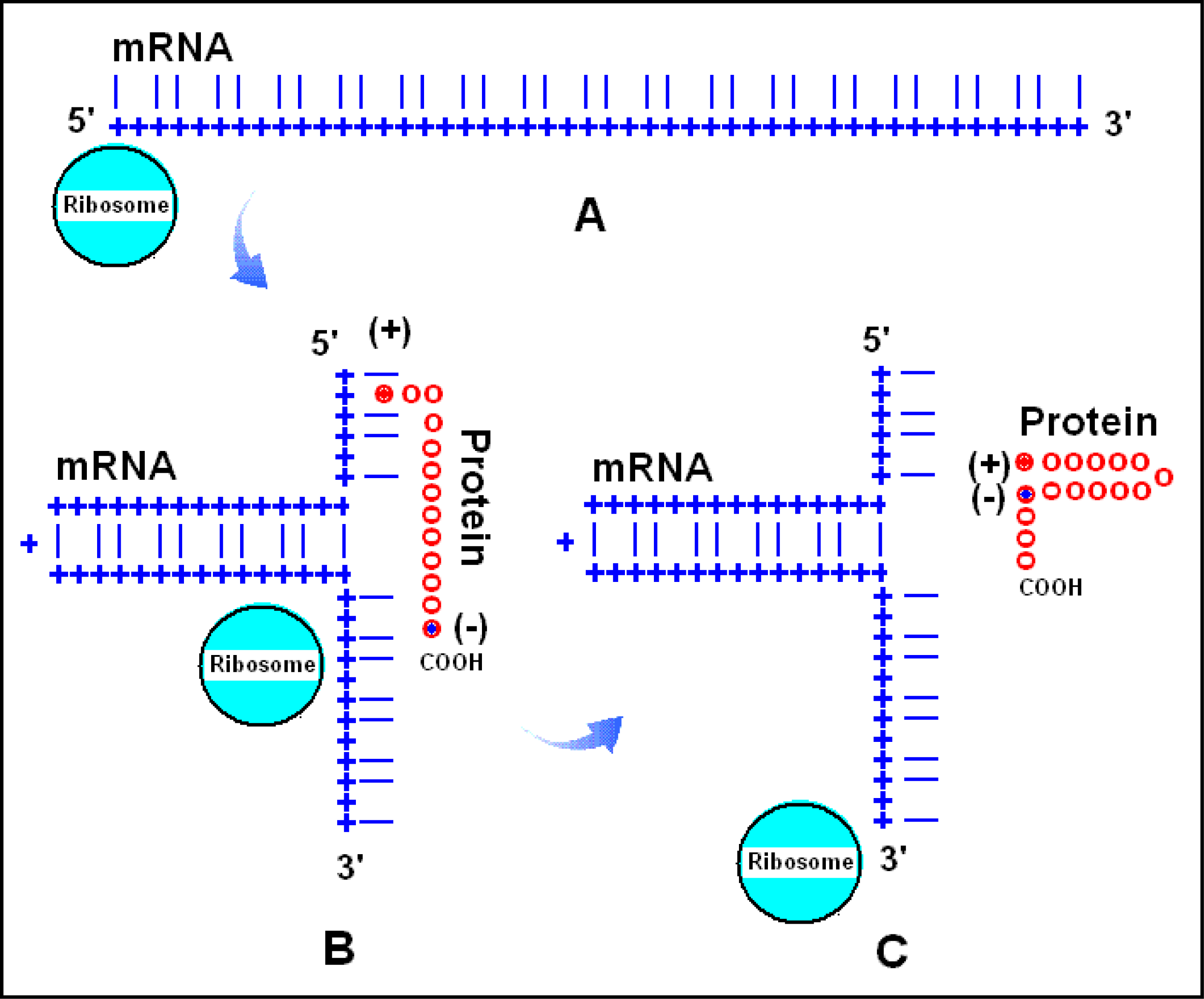 Ijms 09 02424f5 1024