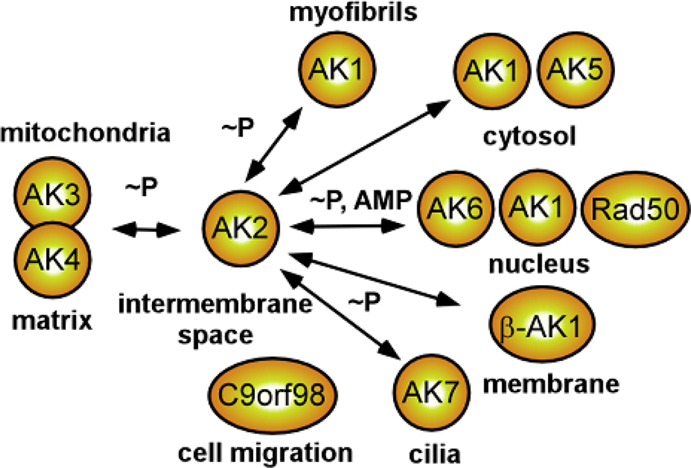 Ijms 10 01729f2