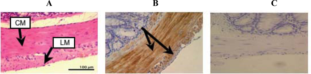 Ijms 10 01999f4