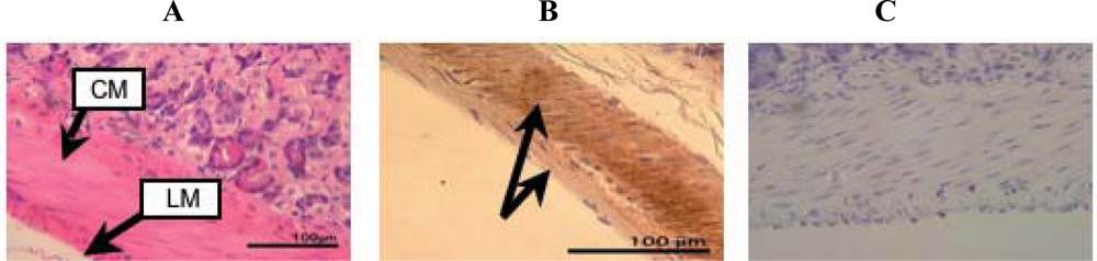 Ijms 10 01999f5