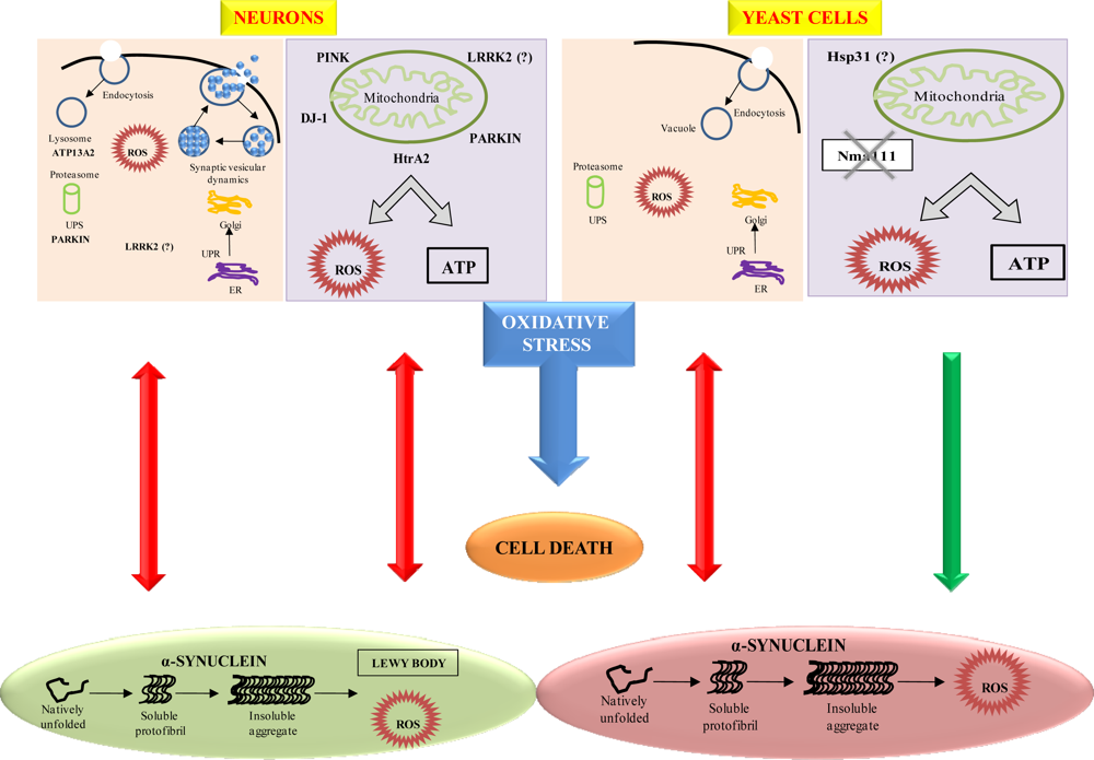 Trends in the Molecular Pathogenesis and Clinical Trends in the Molecular Pathogenesis and Clinical
