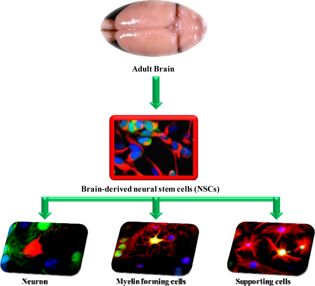 Ijms 10 02510f4 1024