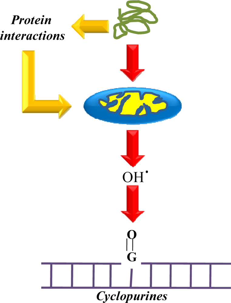 yu Synthesis, DNA binding mode, singlet oxygen photogeneration