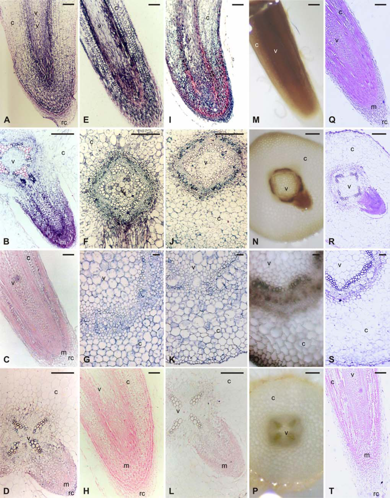 Ijms 10 02896f1 1024