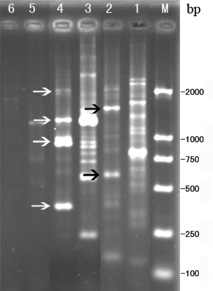 Ijms 10 02999f3 1024