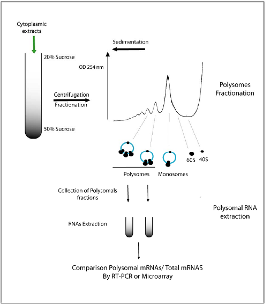Ijms 10 03168f3 1024