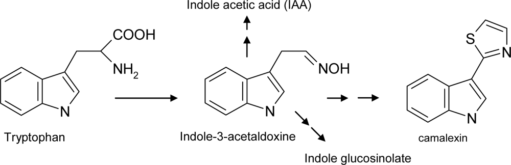 Ijms 10 03371f12 1024