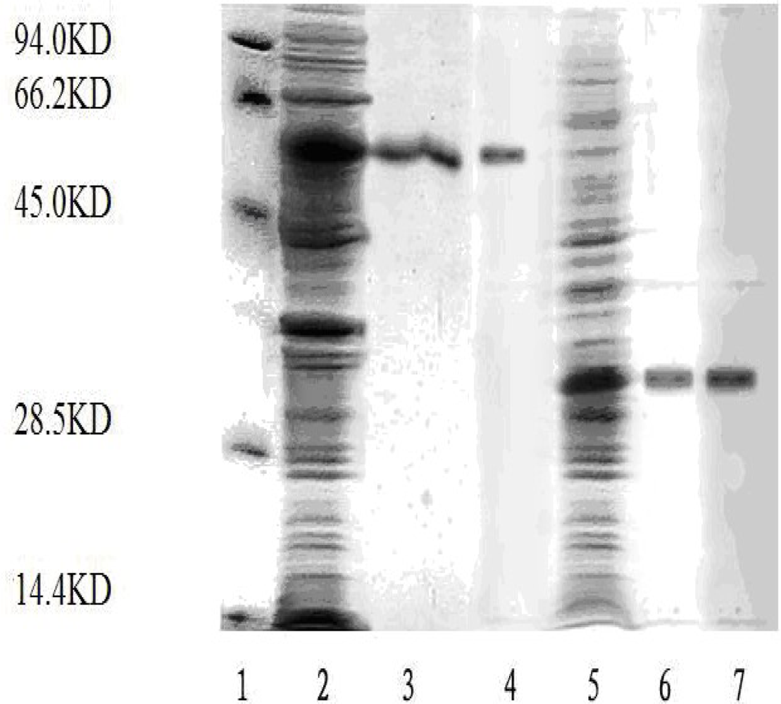 Ijms 10 05442f2 1024