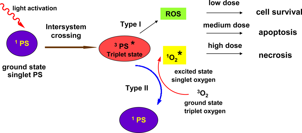 Ijms 11 00562f4