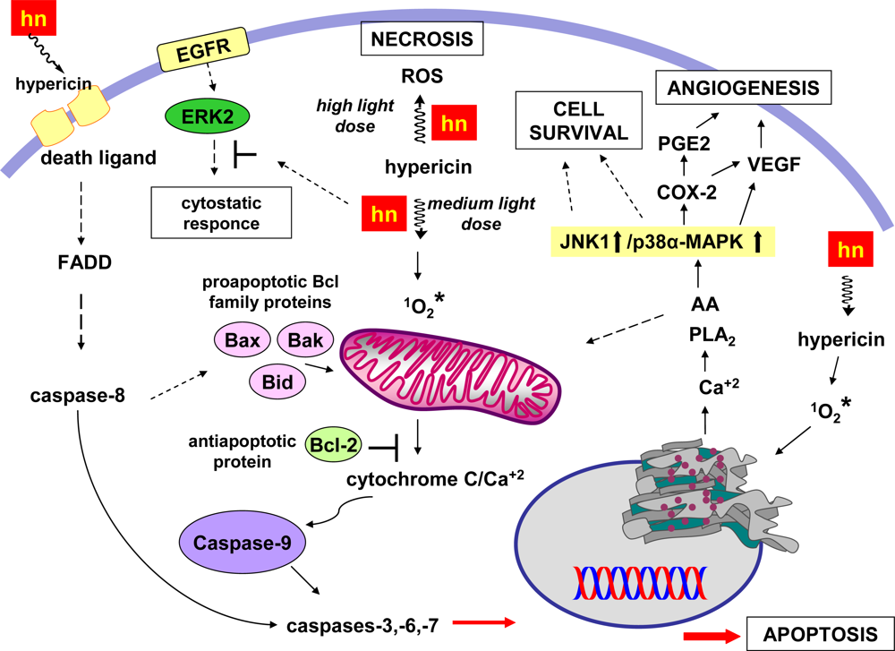 Ijms 11 00562f5