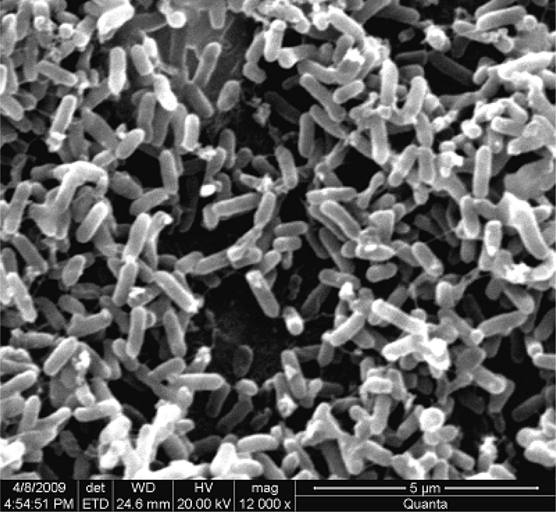 Ijms 11 00896f1 1024