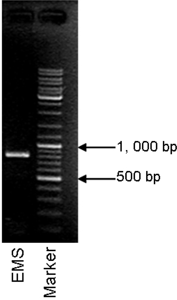 Ijms 11 00896f8 1024