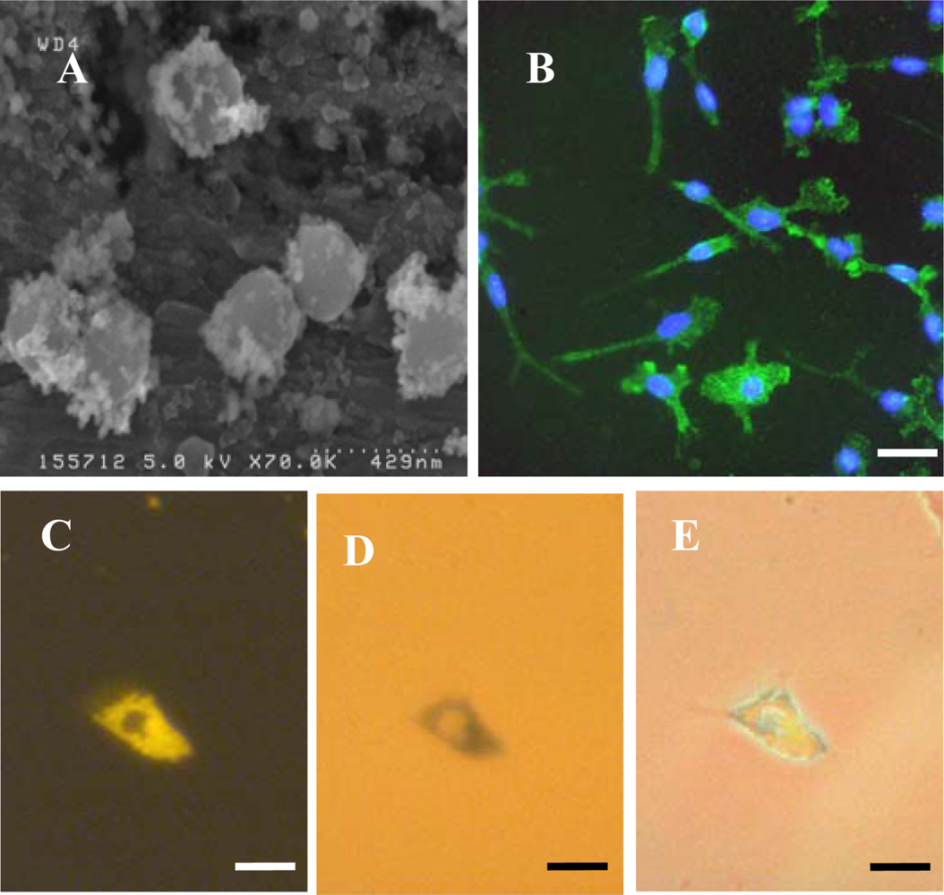 Ijms 11 00967f1 1024