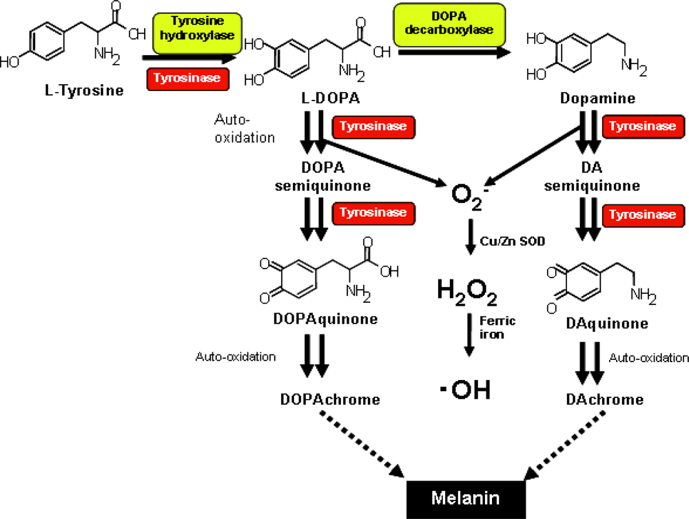 Синтез тирозина. Схема синтеза меланина. Схема синтеза меланина из тирозина. Синтез меланина из тирозина реакция. Тирозин в меланин.