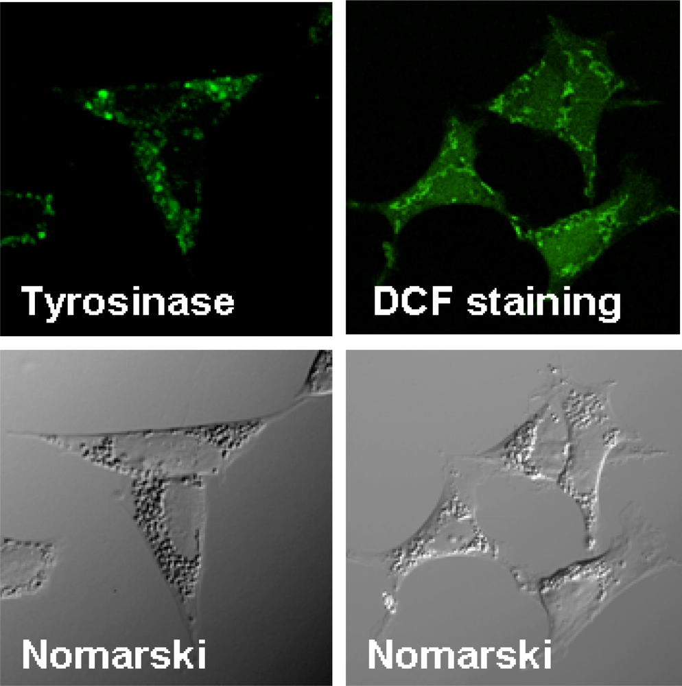 Ijms 11 01082f2 1024