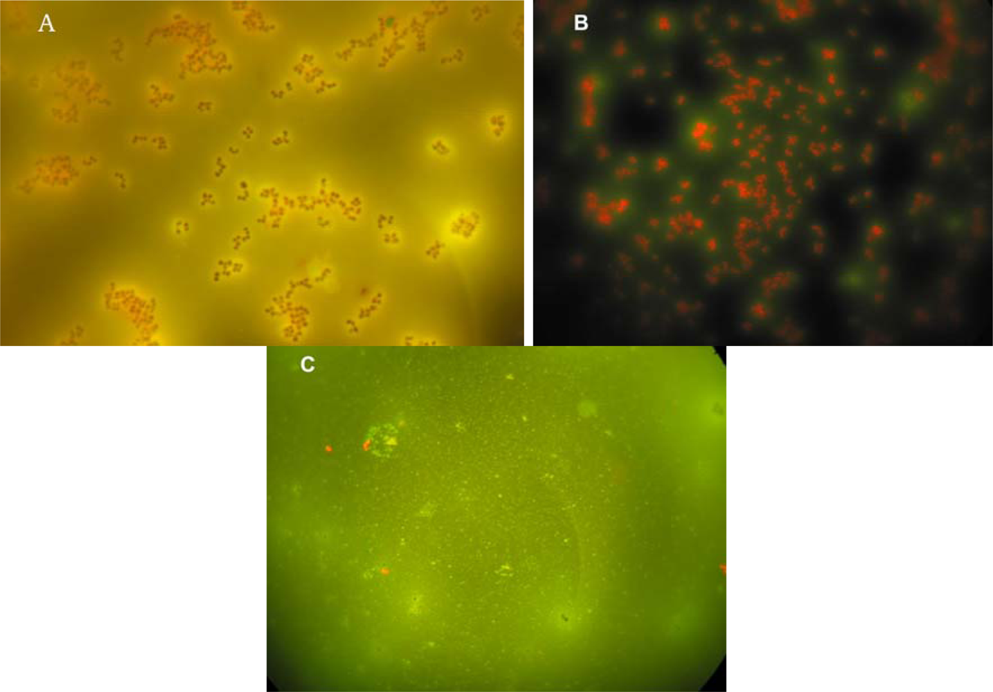 Ijms 11 01236f2 1024