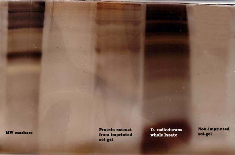 Ijms 11 01236f5 1024