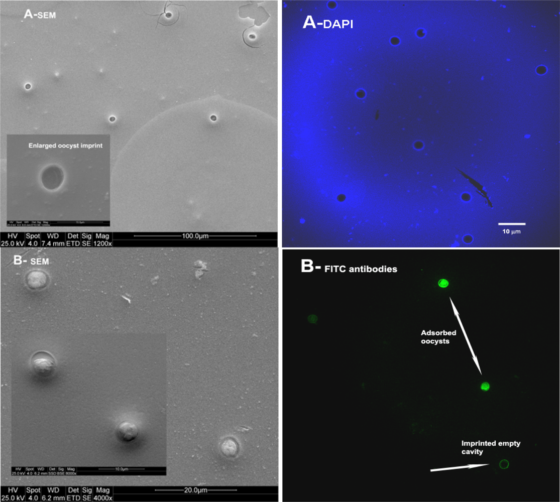 Ijms 11 01236f9 1024