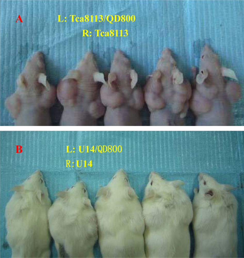 Ijms 11 01413f2 1024