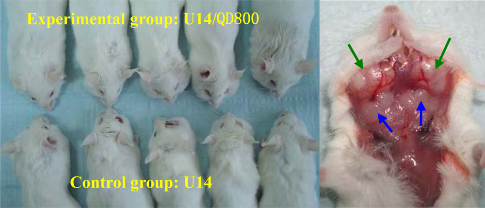 Ijms 11 01413f3 1024