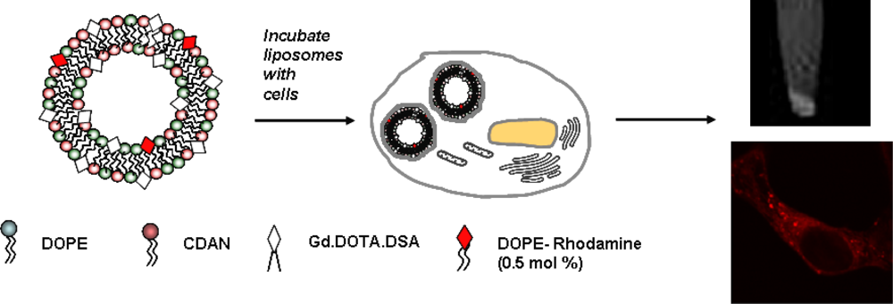 Ijms 11 01759f8 1024