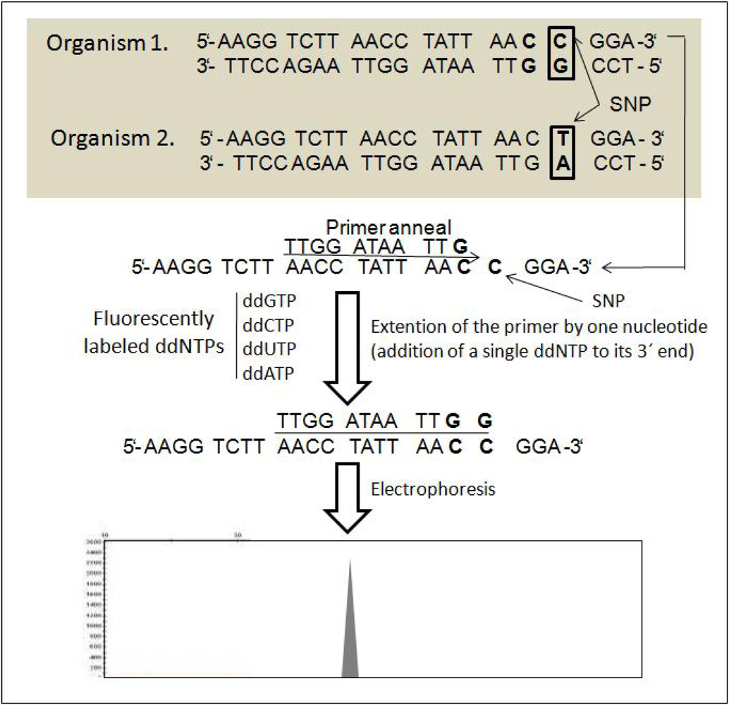 Ijms 11 02079f7