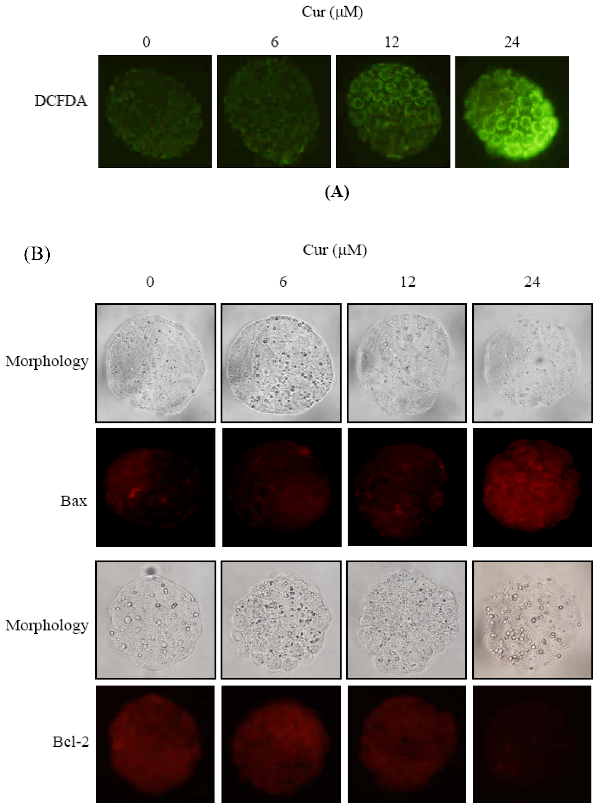 Ijms 11 02839f5a 1024