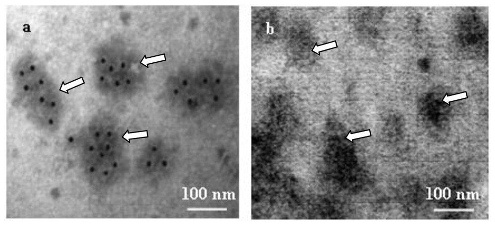 Ijms 11 03122f7 1024