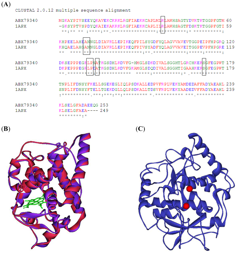 IJMS Free FullText Molecular Modeling of Peroxidase and Polyphenol