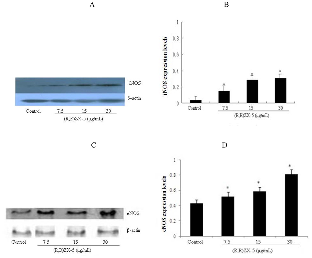 The Mechanism of (R,R) ZX-5 on Increasing NO Release