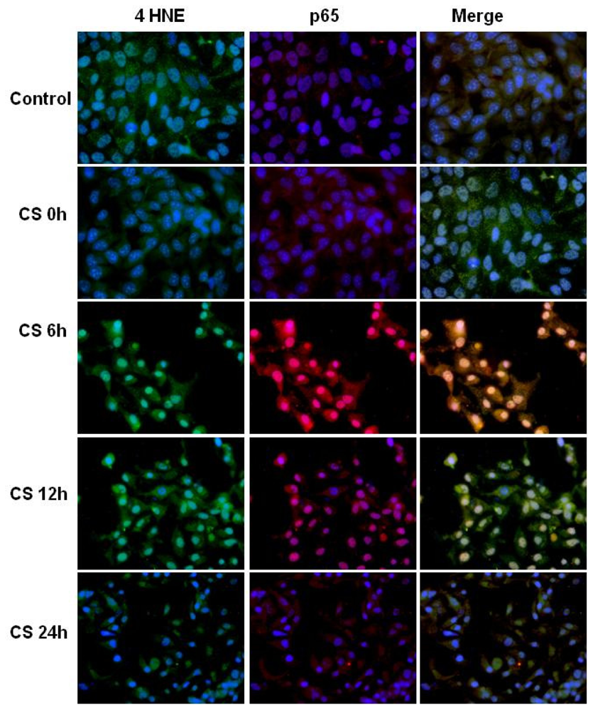 Ijms 11 03375f4 1024