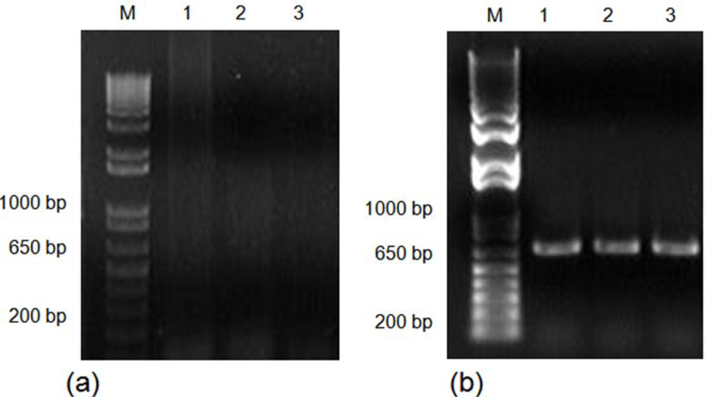 Ijms 11 05056f4