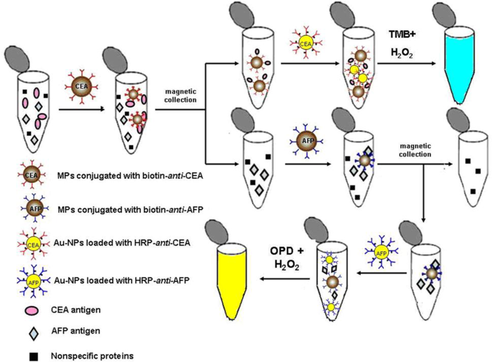 IJMS Free FullText Colorimetric Immunoassay for Detection of Tumor Markers