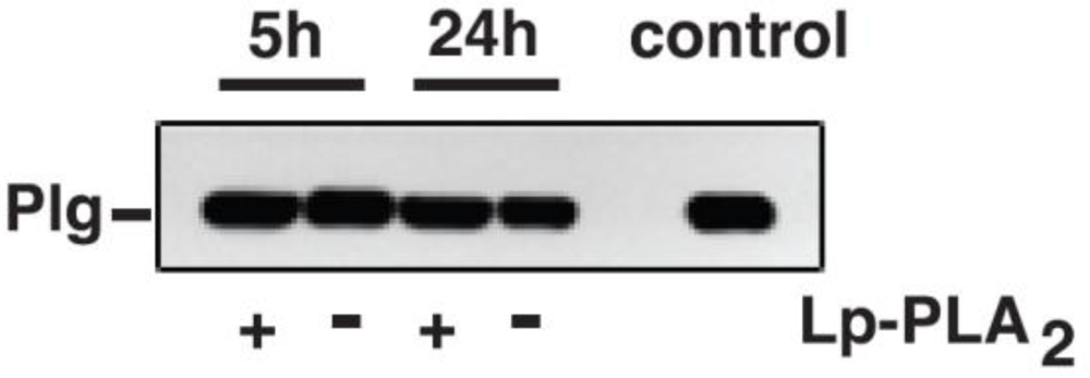 Ijms 11 05339f2 1024